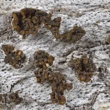 Attēlu rezultāti vaicājumam “Collema”