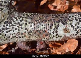 Attēlu rezultāti vaicājumam “Diatrype disciformis”