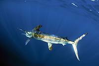 Image result for Kajikia albida