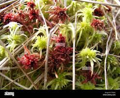 Attēlu rezultāti vaicājumam “Sphagnum rubellum”