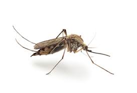 Attēlu rezultāti vaicājumam “Culex pipiens female”