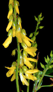 Attēlu rezultāti vaicājumam “Melilotus officinalis flower”