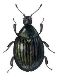 Attēlu rezultāti vaicājumam “Cytilus sericeus”