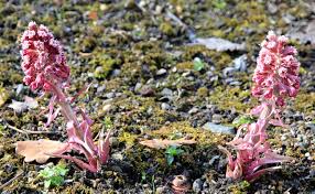 Attēlu rezultāti vaicājumam “Petasites hybridus flower”