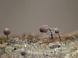 Attēlu rezultāti vaicājumam “Diderma montanum var. album spores”