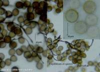 Attēlu rezultāti vaicājumam “Comatricha alta spores”