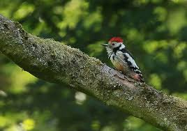 Attēlu rezultāti vaicājumam “Dendrocopos medius”