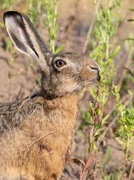 Attēlu rezultāti vaicājumam “Lepus europaeus”