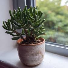 Image result for Crassula hobbit