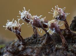 Attēlu rezultāti vaicājumam “Polycephalomyces tomentosus”