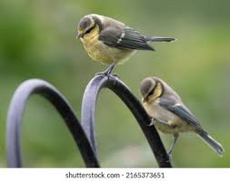 Attēlu rezultāti vaicājumam “Cyanistes caeruleus juvenile”