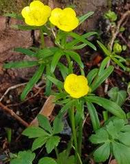 Attēlu rezultāti vaicājumam “Ranunculus brunnescens”