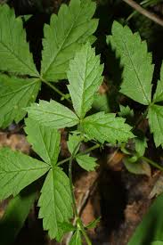 Attēlu rezultāti vaicājumam “Agrimonia pilosa leaf”