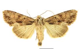 Attēlu rezultāti vaicājumam “Apamea monoglypha”