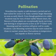 Attēlu rezultāti vaicājumam “Lonicera caerulea var. pallasii fruit”