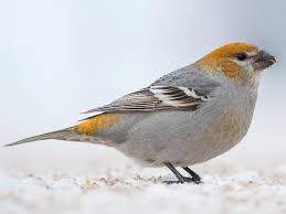 Image result for Pinicola enucleator