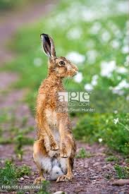 Attēlu rezultāti vaicājumam “Lepus europaeus adult”