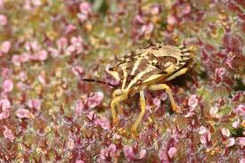 Attēlu rezultāti vaicājumam “Carpocoris sp. nymph”