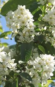 Attēlu rezultāti vaicājumam “Padus avium”