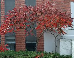 Attēlu rezultāti vaicājumam “Rhus typhina”