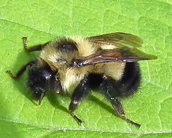 Attēlu rezultāti vaicājumam “Bombus”