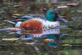 Attēlu rezultāti vaicājumam “Anas clypeata”