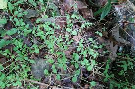 Attēlu rezultāti vaicājumam “Moehringia trinervia”