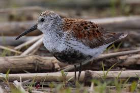 Attēlu rezultāti vaicājumam “Calidris”