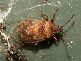 Attēlu rezultāti vaicājumam “Kleidocerys resedae imago”