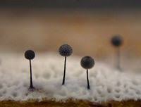 Attēlu rezultāti vaicājumam “Lamproderma gulielmae”