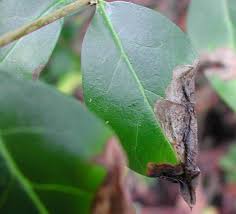 Attēlu rezultāti vaicājumam “Gracillaria syringella”