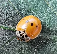 Attēlu rezultāti vaicājumam “Adalia decempunctata”