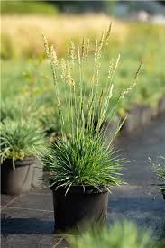 Attēlu rezultāti vaicājumam “Koeleria glauca leaf”