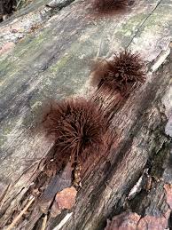 Attēlu rezultāti vaicājumam “Stemonaria irregularis stalked”