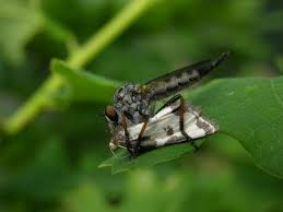 Attēlu rezultāti vaicājumam “Asilidae”