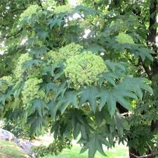 Attēlu rezultāti vaicājumam “Kalopanax septemlobus fruit”