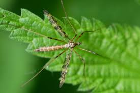 Attēlu rezultāti vaicājumam “Epiphragma ocellare”