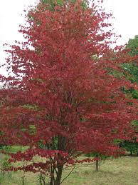 Attēlu rezultāti vaicājumam “Cercidiphyllum japonicum leaf”