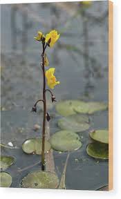 Attēlu rezultāti vaicājumam “Utricularia vulgaris flower”