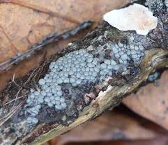 Attēlu rezultāti vaicājumam “Perichaena depressa sessile”