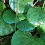 Attēlu rezultāti vaicājumam “Pyrola rotundifolia fruit”