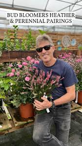 Attēlu rezultāti vaicājumam “Calluna vulgaris bud”