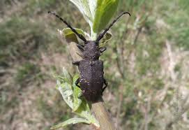 Attēlu rezultāti vaicājumam “Lamia textor”