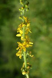 Attēlu rezultāti vaicājumam “Agrimonia pilosa flower”