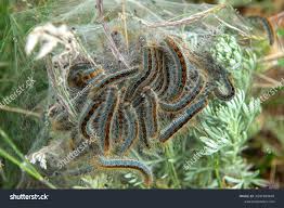 Attēlu rezultāti vaicājumam “Malacosoma castrensis”