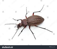 Attēlu rezultāti vaicājumam “Carabus granulatus”