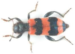 Attēlu rezultāti vaicājumam “Trichodes apiarius”