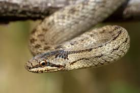 Attēlu rezultāti vaicājumam “Coronella austriaca adult”