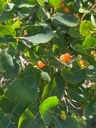 Attēlu rezultāti vaicājumam “Lonicera tatarica fruit”