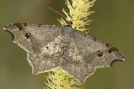 Attēlu rezultāti vaicājumam “Macaria alternata”